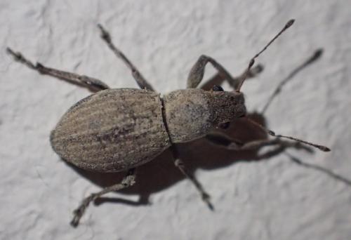 Naupactus cervinus